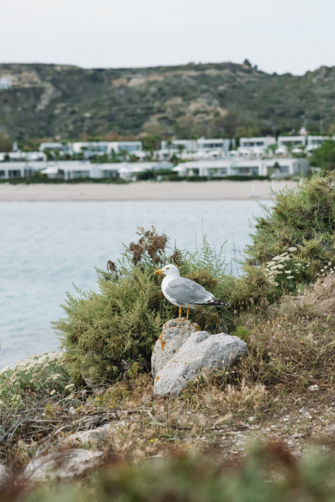Outdoors island wedding ceremony, editorial photography, destination wedding at Agios Stephanos, Kastri island in KOS, Greece. Ocean view from the island. Seagull.